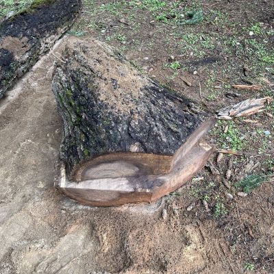 Black Walnut Split Crotch<font face="calibri"></font>